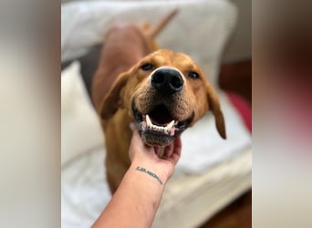 Aurel - toller Junghund sucht Zuhause!