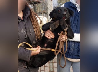 Ollie - Zuhause oder erfahrene Pflegestelle gesucht