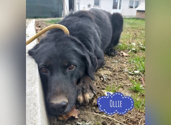 Ollie - Zuhause oder erfahrene Pflegestelle gesucht