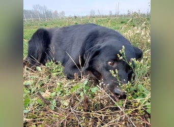 Ollie - Zuhause oder erfahrene Pflegestelle gesucht