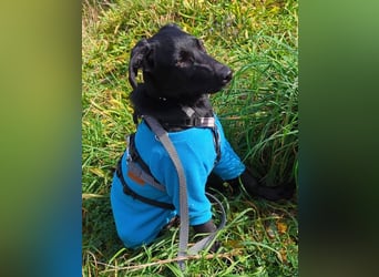 Twinki wartet auf sein Für-Immer-Zuhause