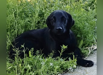 CHITA - schwarze Schönheit sucht ihr neues Körbchen