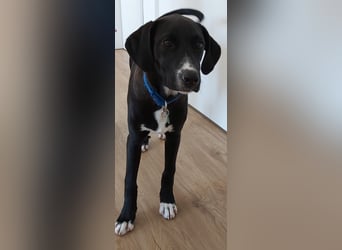 Tuxedo wartet auf sein Für-Immer-Zuhause