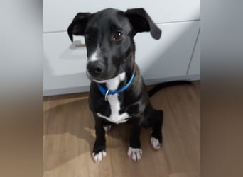 Tuxedo wartet auf sein Für-Immer-Zuhause
