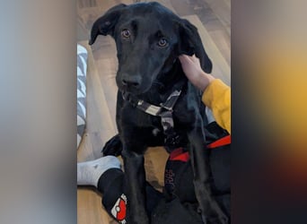 Twinki wartet auf sein Für-Immer-Zuhause