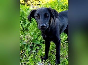 CHITA - schwarze Schönheit sucht ihr neues Körbchen