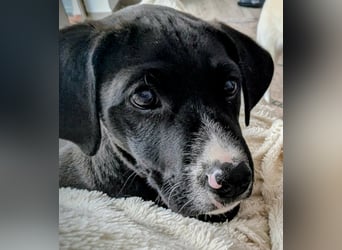 TUXEDO sucht sein Für-Immer-Zuhause