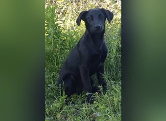 CHITA - schwarze Schönheit sucht ihr neues Körbchen