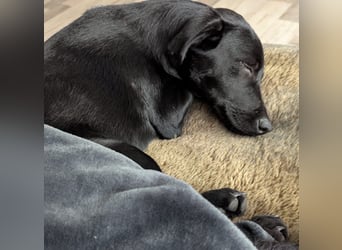 Twinki wartet auf sein Für-Immer-Zuhause