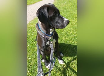 Tuxedo wartet auf sein Für-Immer-Zuhause