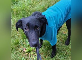 Twinki wartet auf sein Für-Immer-Zuhause