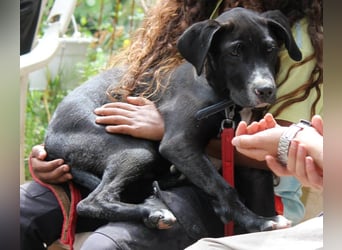 TUXEDO sucht sein Für-Immer-Zuhause