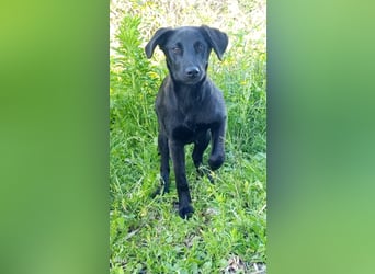 CHITA - schwarze Schönheit sucht ihr neues Körbchen
