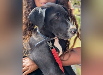 TUXEDO sucht sein Für-Immer-Zuhause