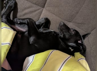 Twinki wartet auf sein Für-Immer-Zuhause