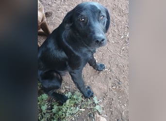 CHITA - schwarze Schönheit sucht ihr neues Körbchen