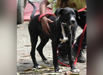 TUXEDO sucht sein Für-Immer-Zuhause