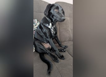 Twinki wartet auf sein Für-Immer-Zuhause