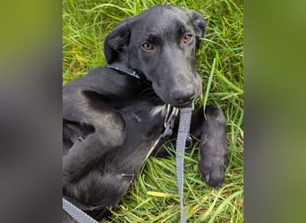 Twinki wartet auf sein Für-Immer-Zuhause