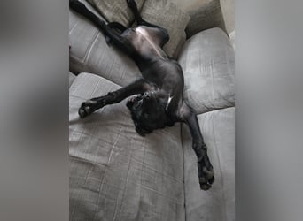 Labrador Mix Hündin abzugeben