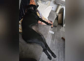 Labrador Mix Hündin abzugeben