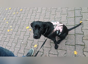 Labrador Mix Hündin abzugeben