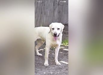 Unser besonderer  Labrador Willy sucht sein Zuhause.