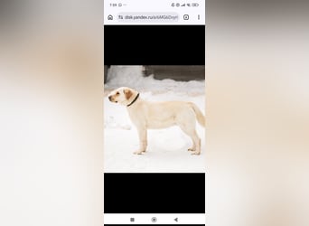 Leona sucht ihr Für -immer -Zuhause ❤️❤️❤️