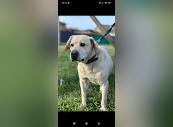 Tim reinrassiger Labrador sucht sein Für -immer -Zuhause ❤️❤️❤️❤️