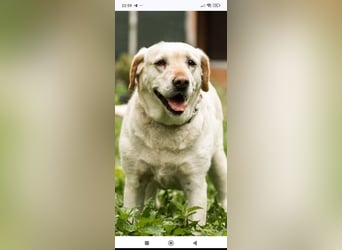 Luna-Labrador Mischling sucht ihr Für -immer -Zuhause ❤️❤️❤️