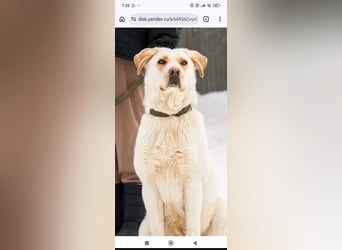 Leona sucht ihr Für -immer -Zuhause ❤️❤️❤️