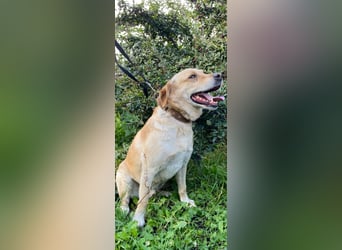 Weles sucht sein Für -immer -Zuhause ❤️