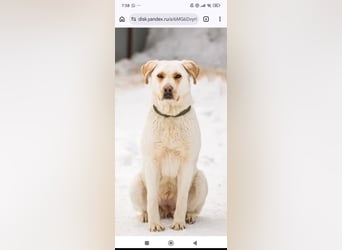 Leona sucht ihr Für -immer -Zuhause ❤️❤️❤️