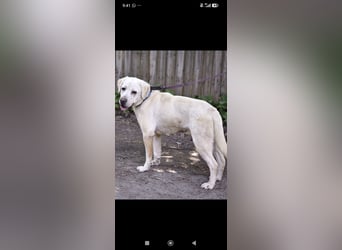 Unser besonderer  Labrador Willy sucht sein Zuhause.