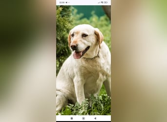 Luna-Labrador Mischling sucht ihr Für -immer -Zuhause ❤️❤️❤️