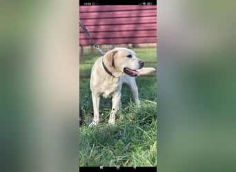 Tim reinrassiger Labrador sucht sein Für -immer -Zuhause ❤️❤️❤️❤️