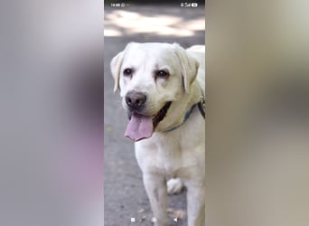 Unser besonderer  Labrador Willy sucht sein Zuhause.