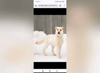 Leona sucht ihr Für -immer -Zuhause ❤️❤️❤️