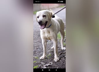 Unser besonderer  Labrador Willy sucht sein Zuhause.