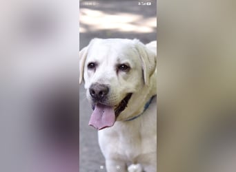 Unser besonderer  Labrador Willy sucht sein Zuhause.