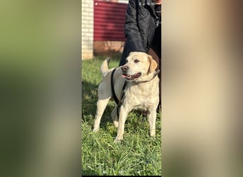 Tim reinrassiger Labrador sucht sein Für -immer -Zuhause ❤️❤️❤️❤️