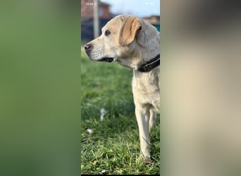 Tim reinrassiger Labrador sucht sein Für -immer -Zuhause ❤️❤️❤️❤️