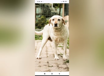 Luna-Labrador Mischling sucht ihr Für -immer -Zuhause ❤️❤️❤️