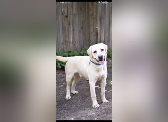 Unser besonderer  Labrador Willy sucht sein Zuhause.