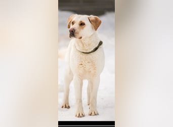 Leona sucht ihr Für -immer -Zuhause ❤️❤️❤️