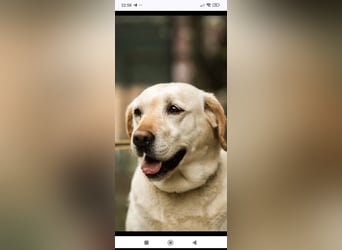 Luna-Labrador Mischling sucht ihr Für -immer -Zuhause ❤️❤️❤️