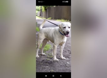 Unser besonderer  Labrador Willy sucht sein Zuhause.
