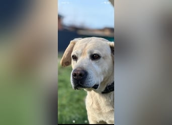 Tim reinrassiger Labrador sucht sein Für -immer -Zuhause ❤️❤️❤️❤️