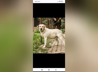 Luna-Labrador Mischling sucht ihr Für -immer -Zuhause ❤️❤️❤️