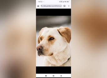 Leona sucht ihr Für -immer -Zuhause ❤️❤️❤️